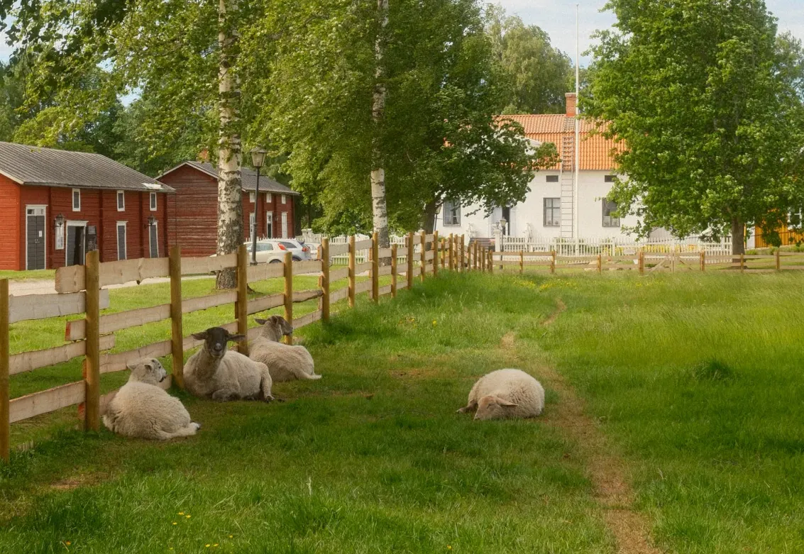 Kuddnas VisitJakobstad 1 Smedinga