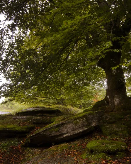 forest stone slabs wallpaper 2560x1440